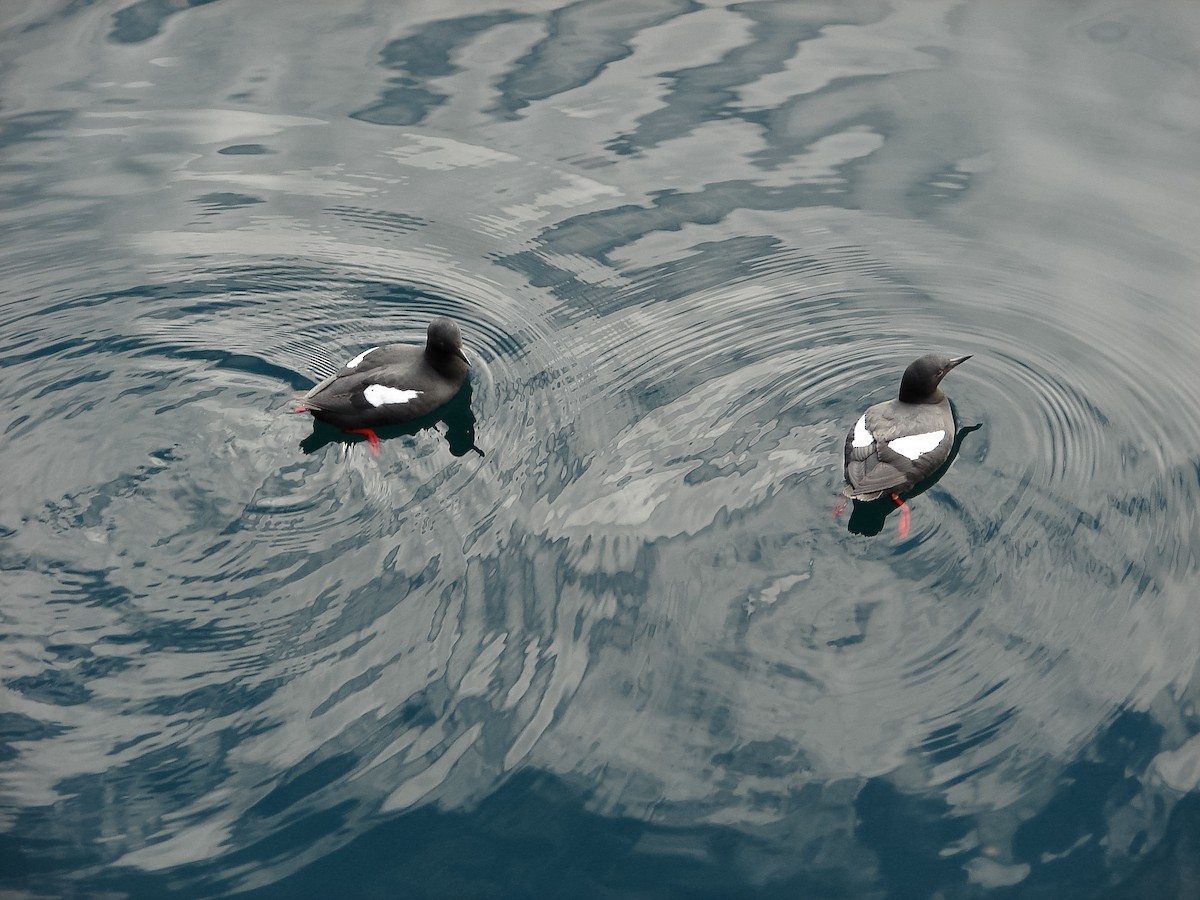 Pigeon Guillemot - ML250788081