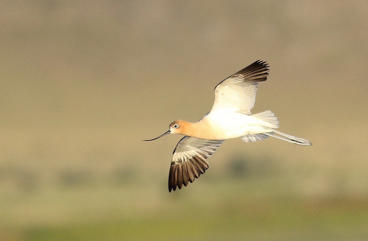 Avoceta Americana - ML250788861