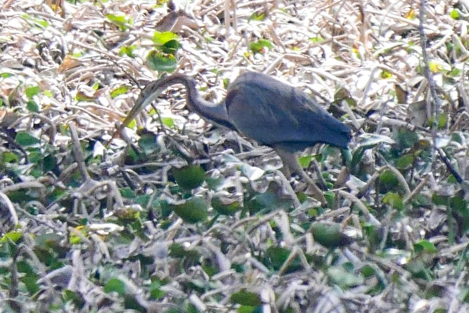 Purple Heron - ML250789781