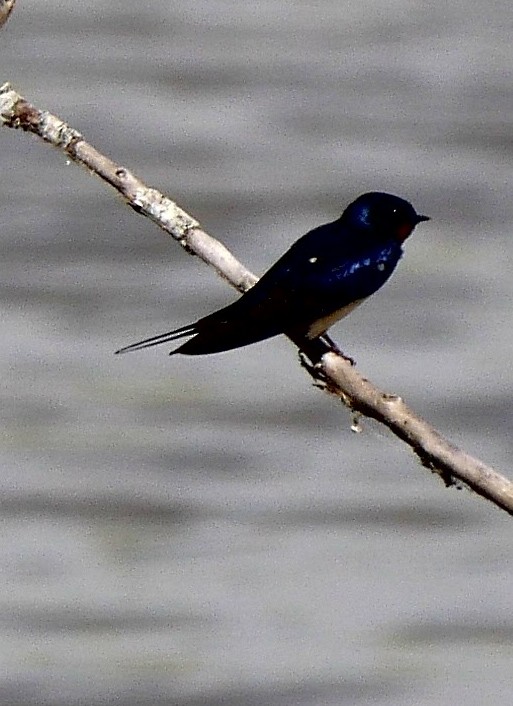 Barn Swallow - ML250789961