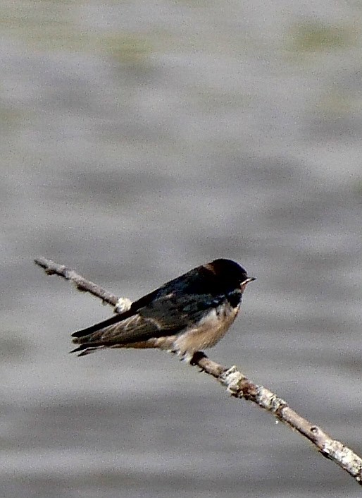 Western House-Martin - ML250790001