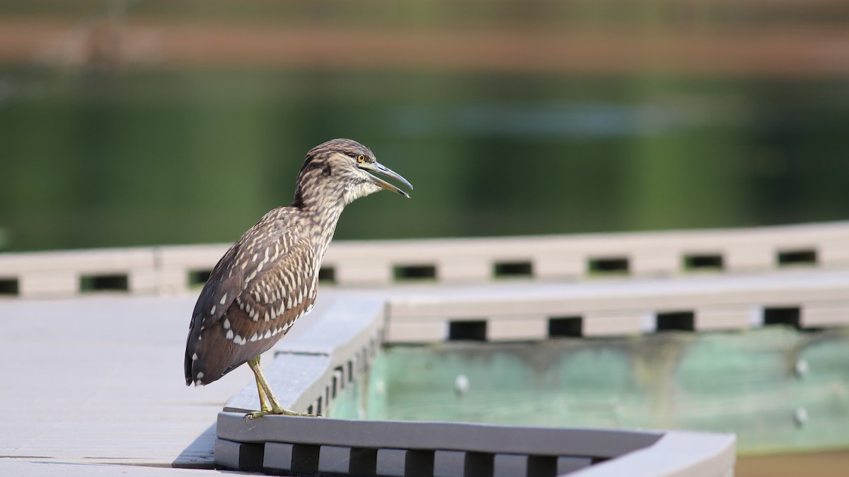 Black-crowned Night Heron - ML250791471