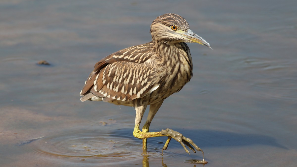 Black-crowned Night Heron - ML250791491