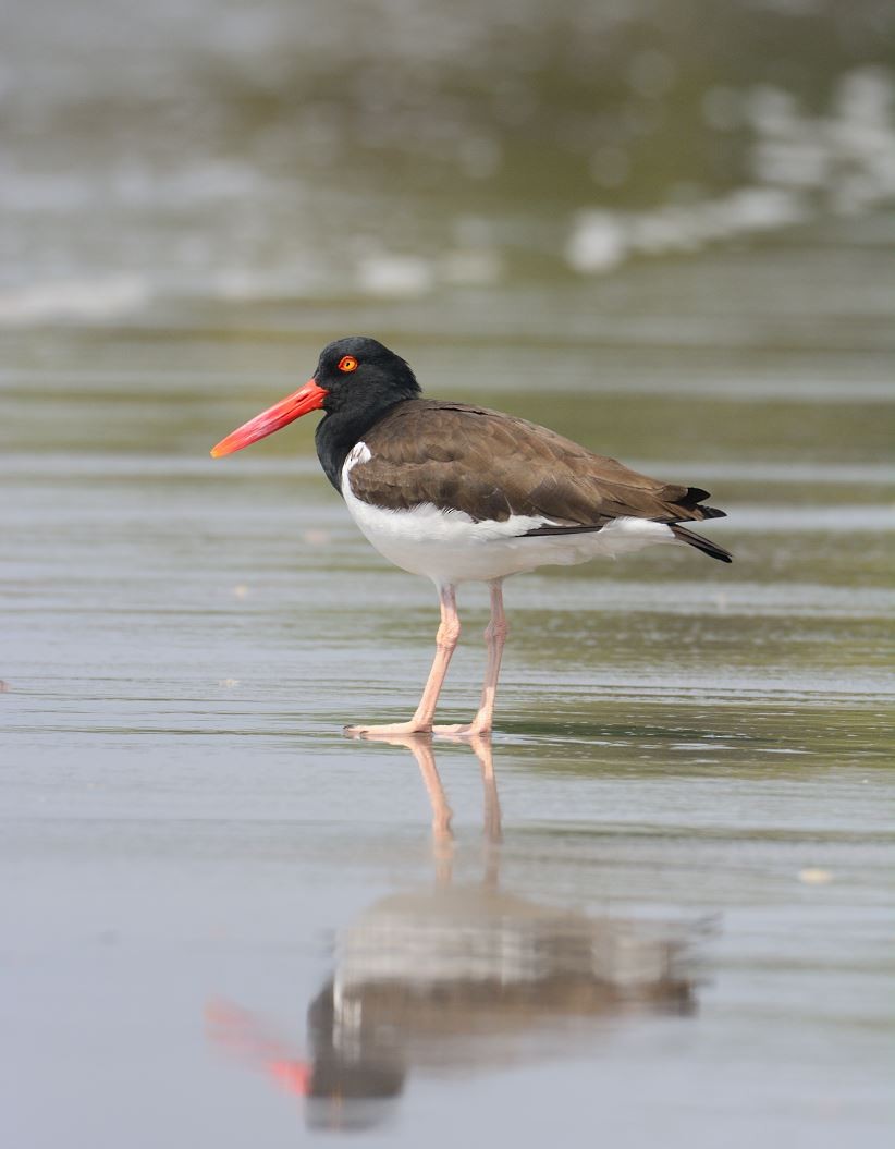 American Oystercatcher - ML250791701