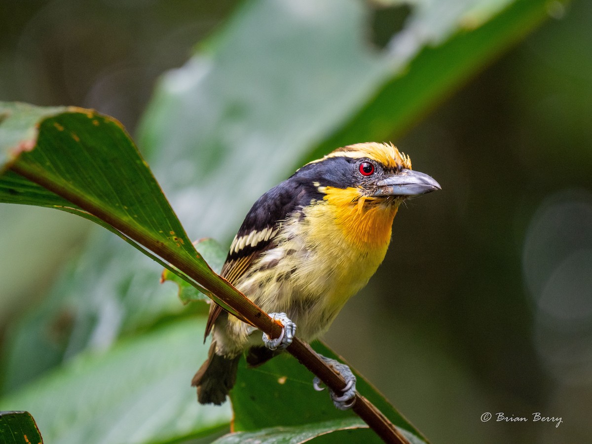 Gilded Barbet - Matt Whitbeck