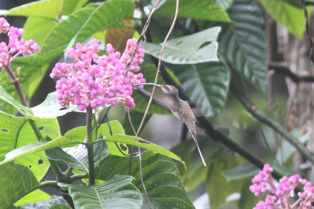 Great-billed Hermit - ML25079431