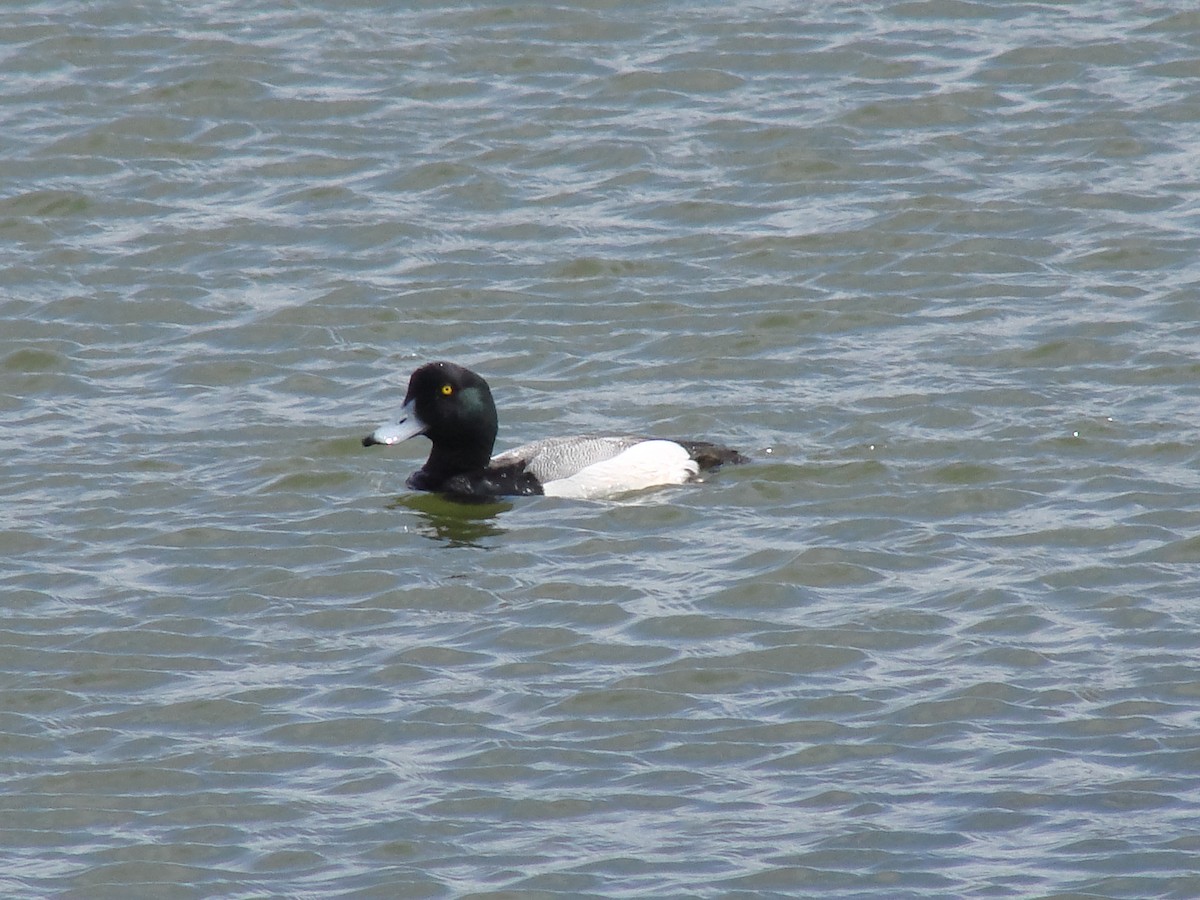 Greater Scaup - ML250794831