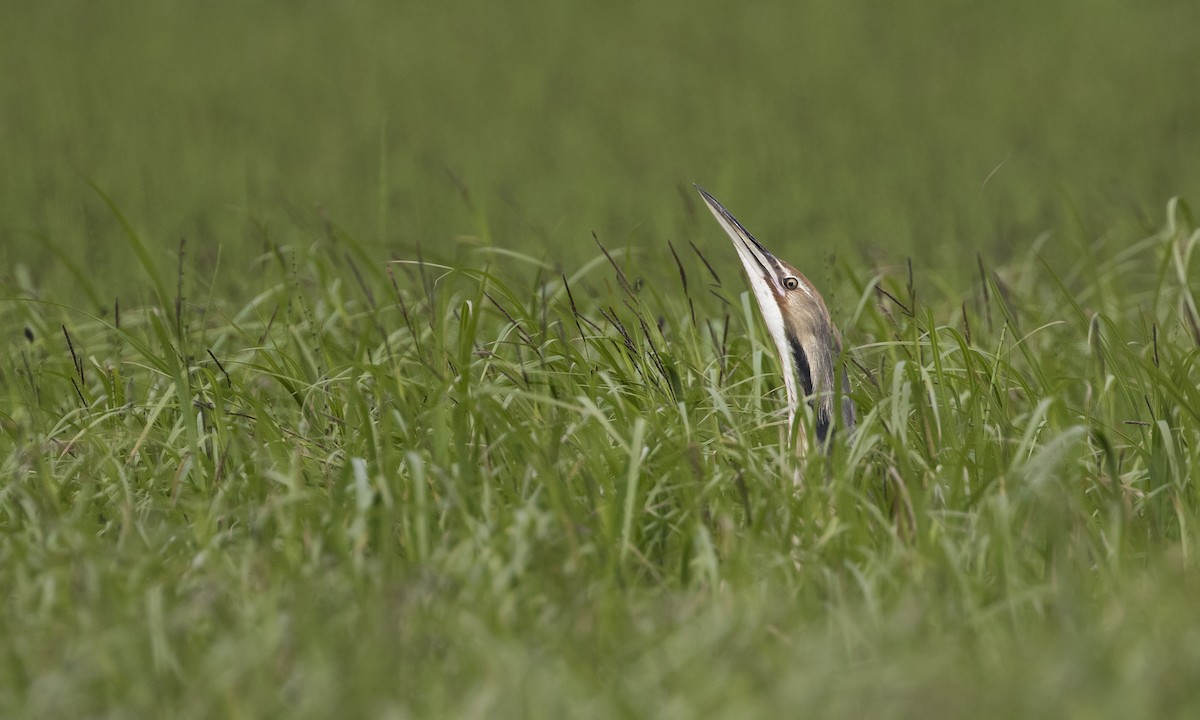American Bittern - Zak Pohlen