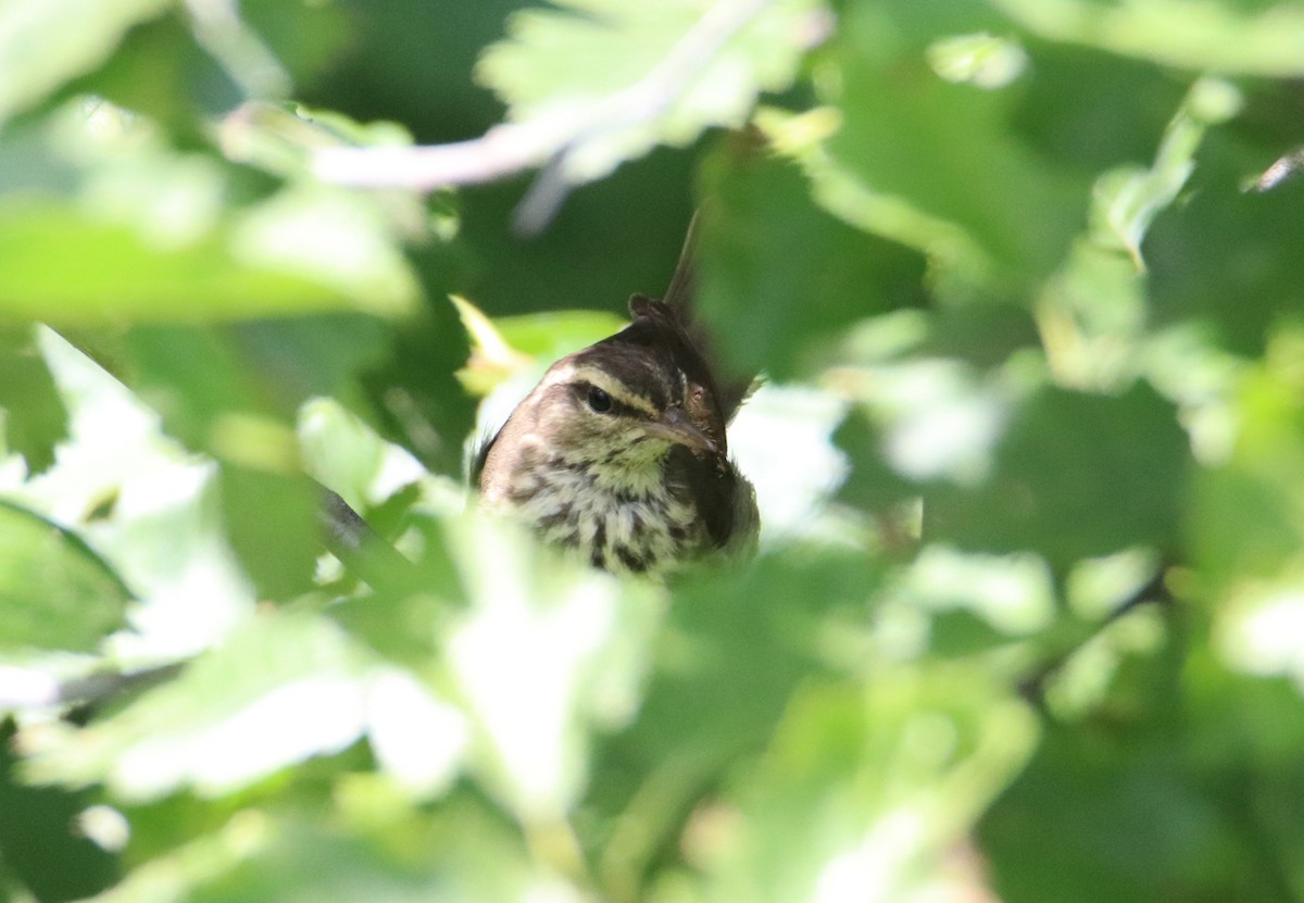 Northern Waterthrush - ML250798561