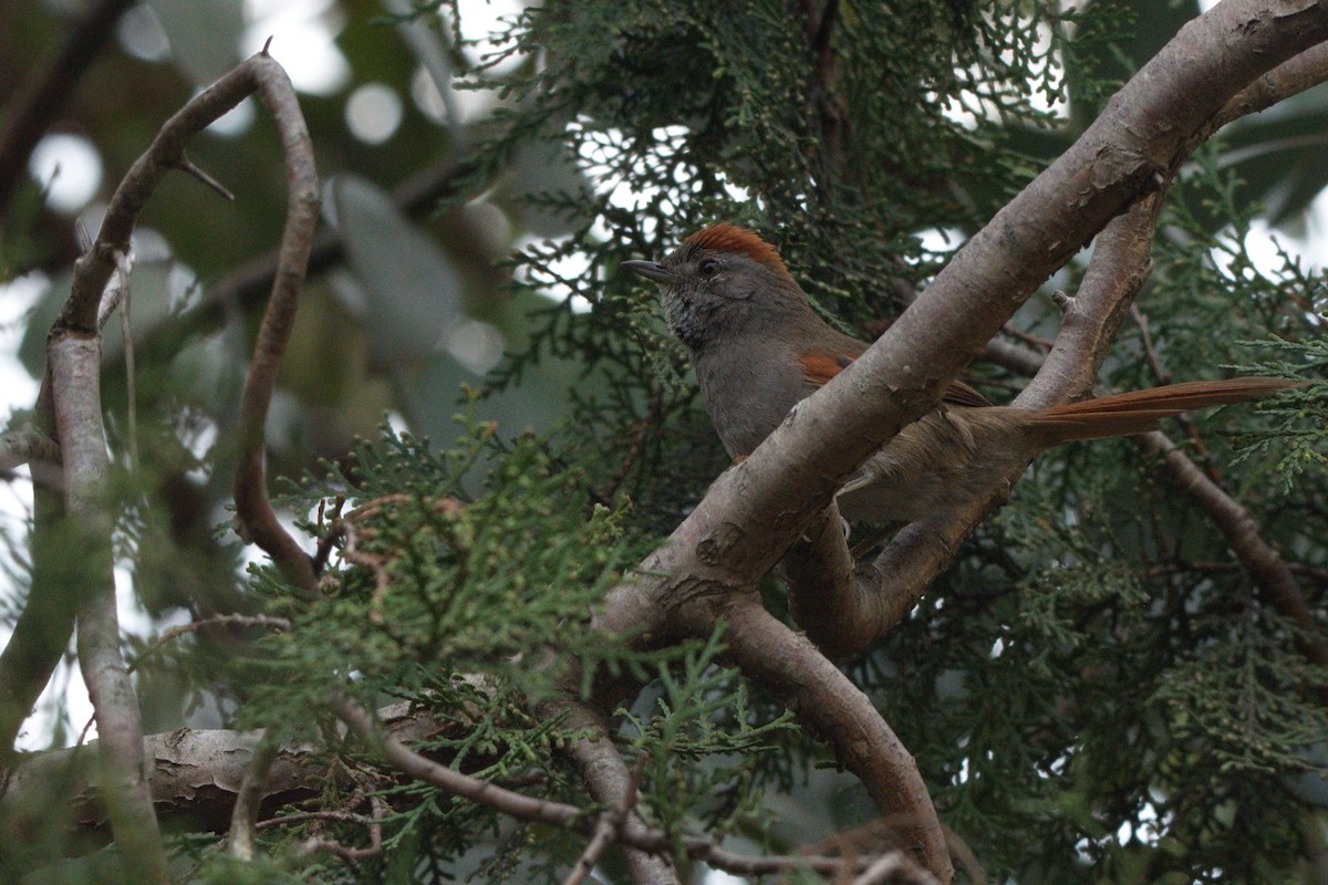 Sooty-fronted Spinetail - Leonel Melvern