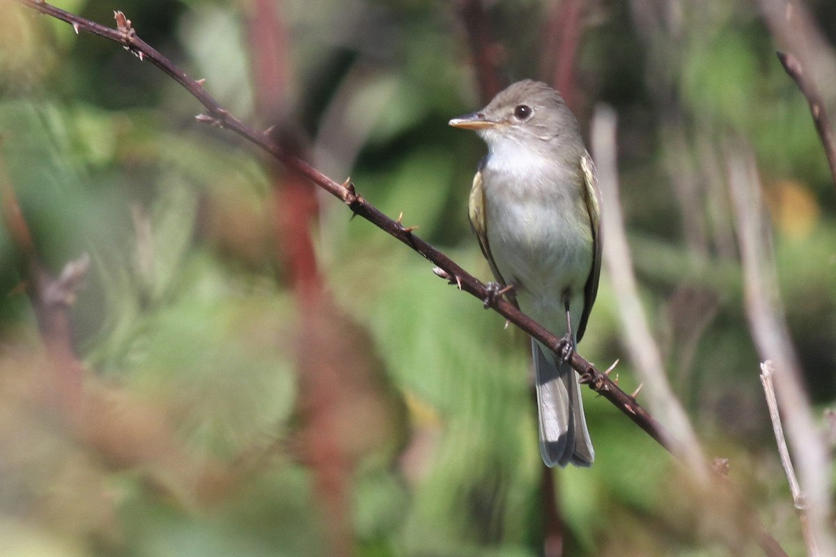 Willow Flycatcher - ML250799431