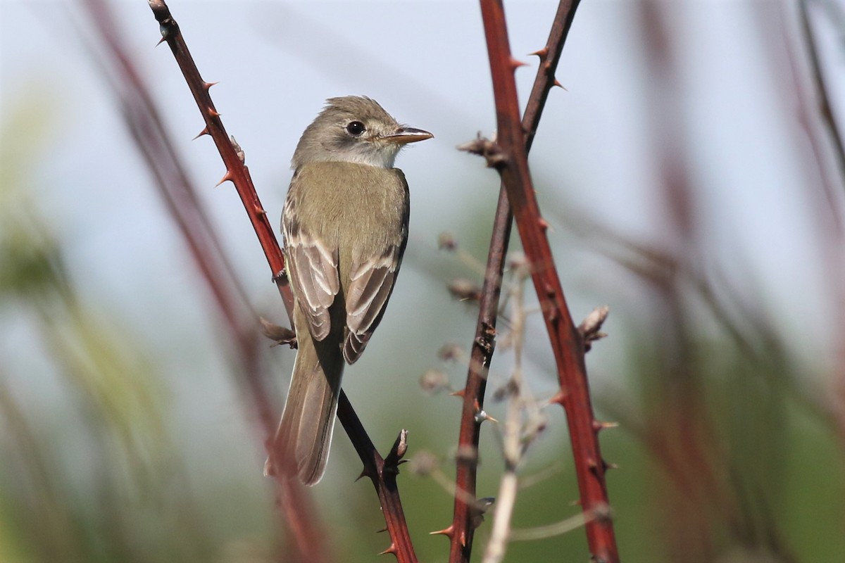 Willow Flycatcher - ML250799441