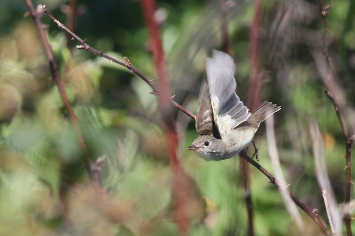 Willow Flycatcher - ML250799451