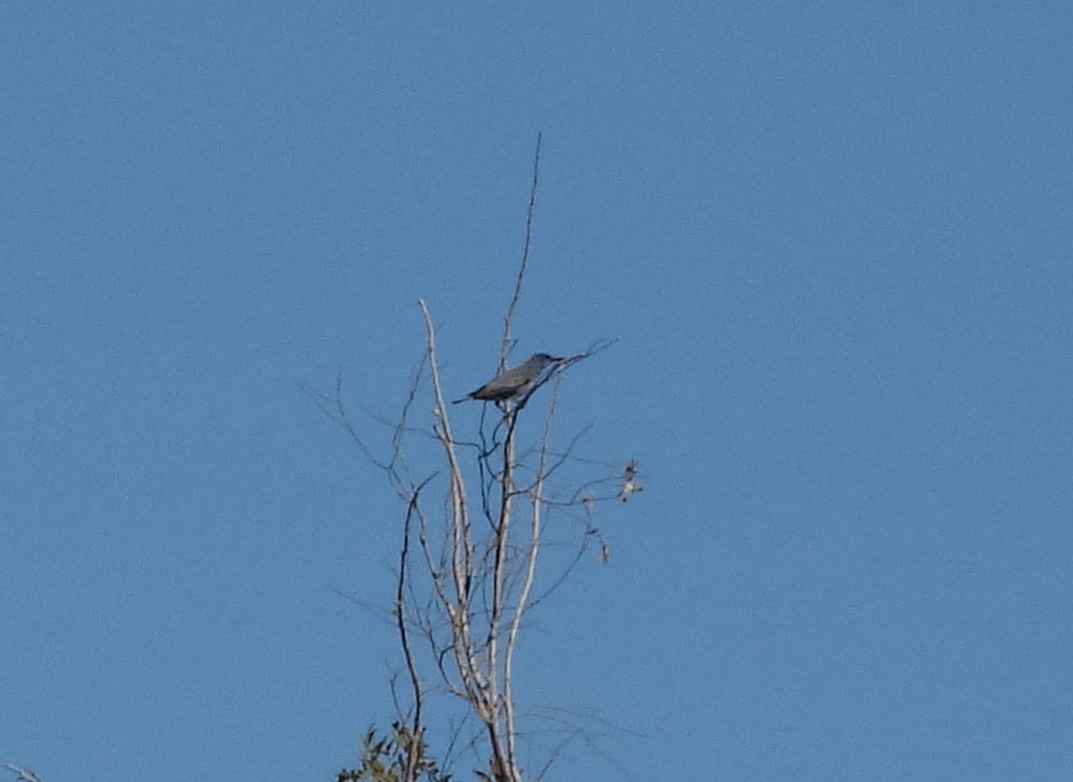 Pinyon Jay - ML250799681