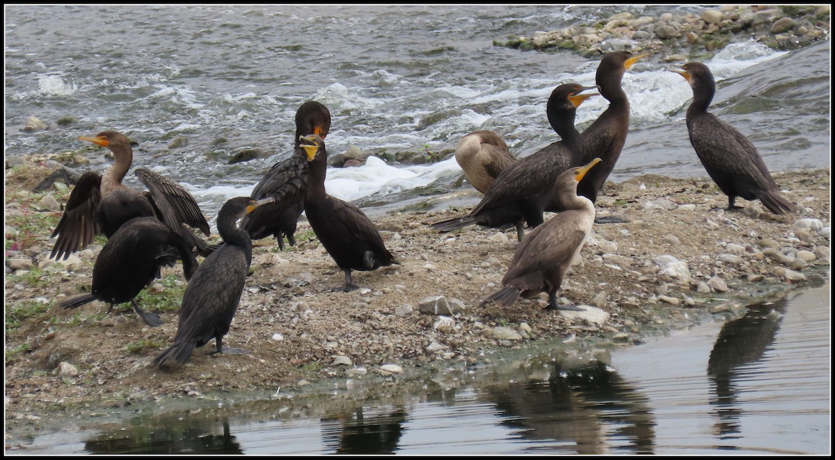 Cormoran à aigrettes - ML250801991