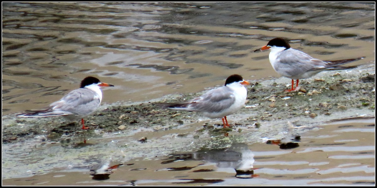 Forster's Tern - ML250802321