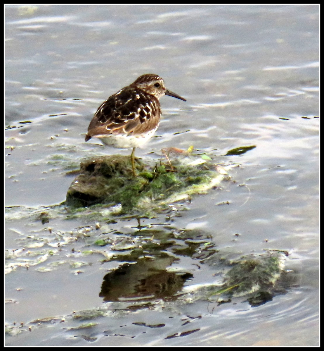 Least Sandpiper - Peter Gordon