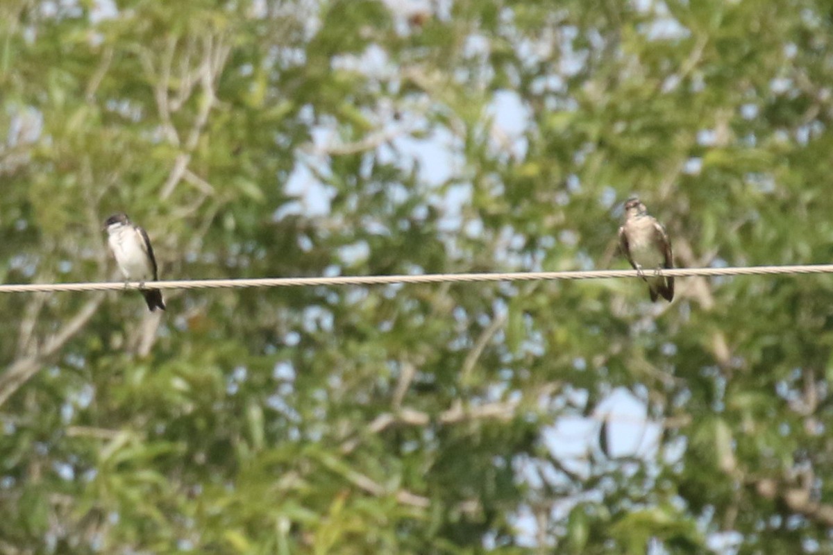 Blue-and-white Swallow (patagonica) - ML250804311
