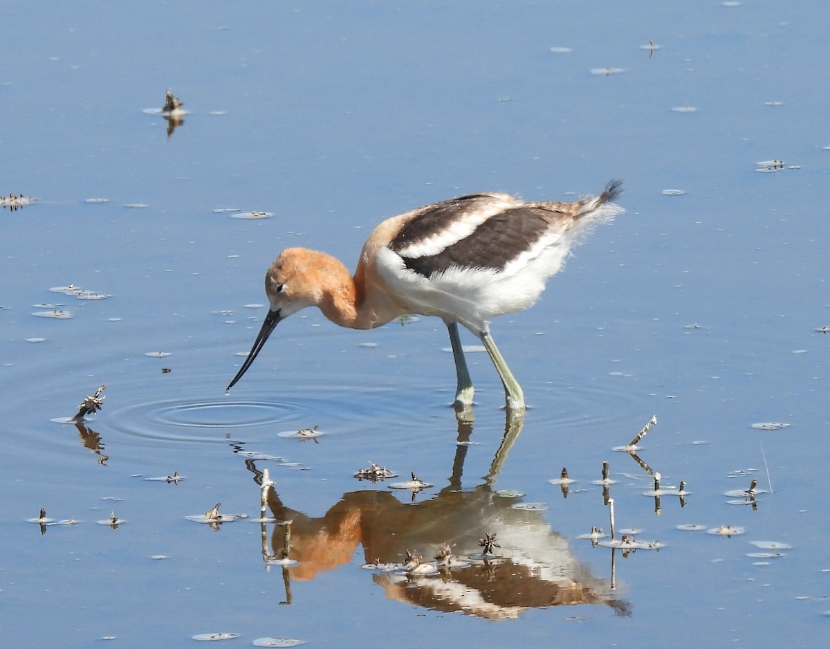 American Avocet - Jan Thom