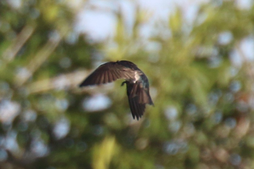 Blue-and-white Swallow (patagonica) - ML250804791