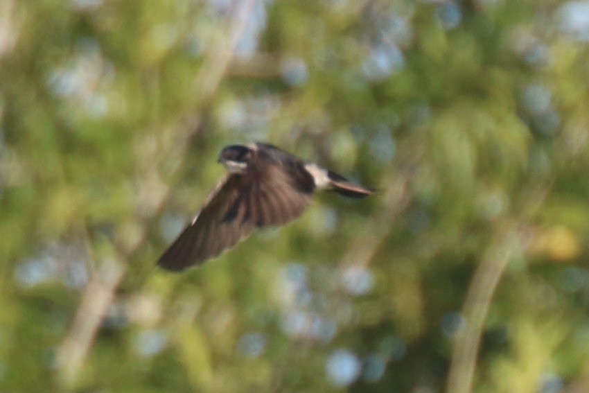 Blue-and-white Swallow (patagonica) - Dan Jones