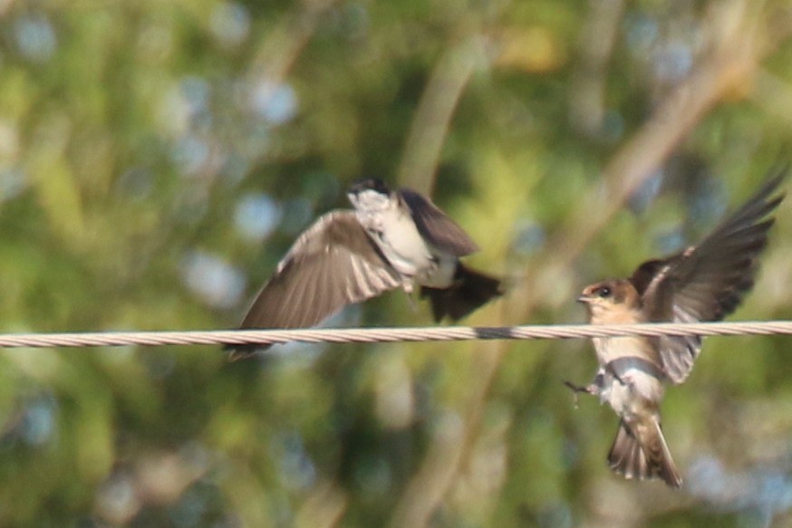 Blue-and-white Swallow (patagonica) - Dan Jones