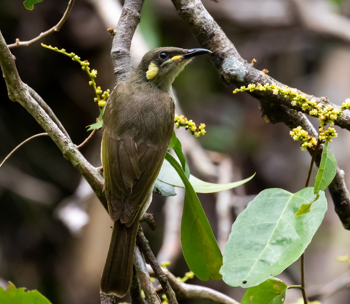 Graceful Honeyeater - Ron Hoff Dollyann Myers