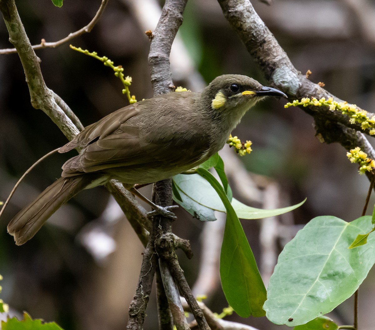 Graceful Honeyeater - ML250805251