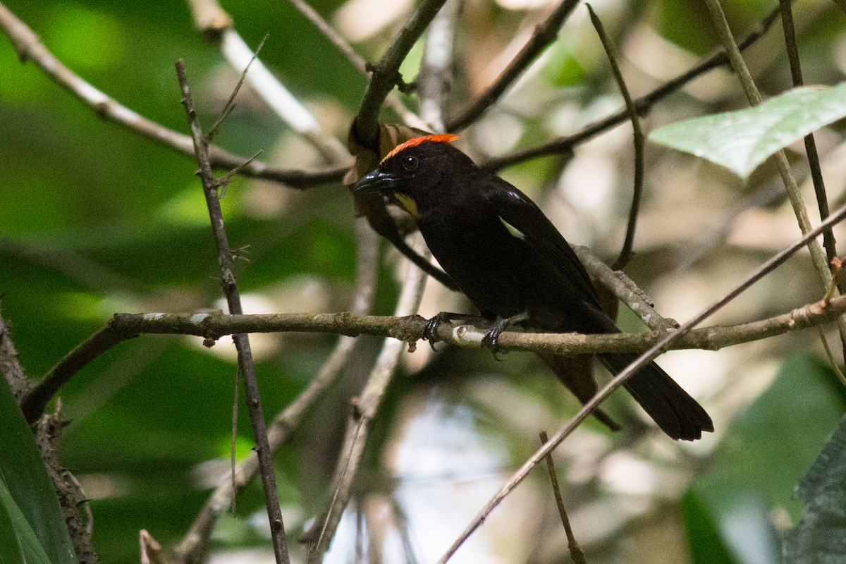 Flame-crested Tanager - ML250809321