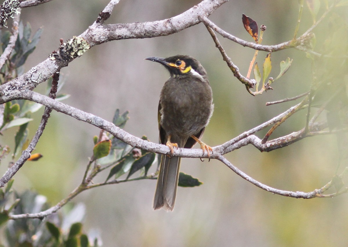 Black-throated Honeyeater - Stephan Lorenz