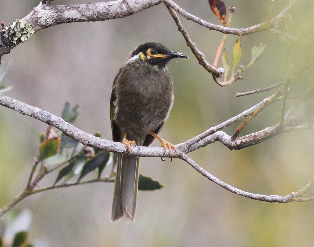 Black-throated Honeyeater - ML250810611