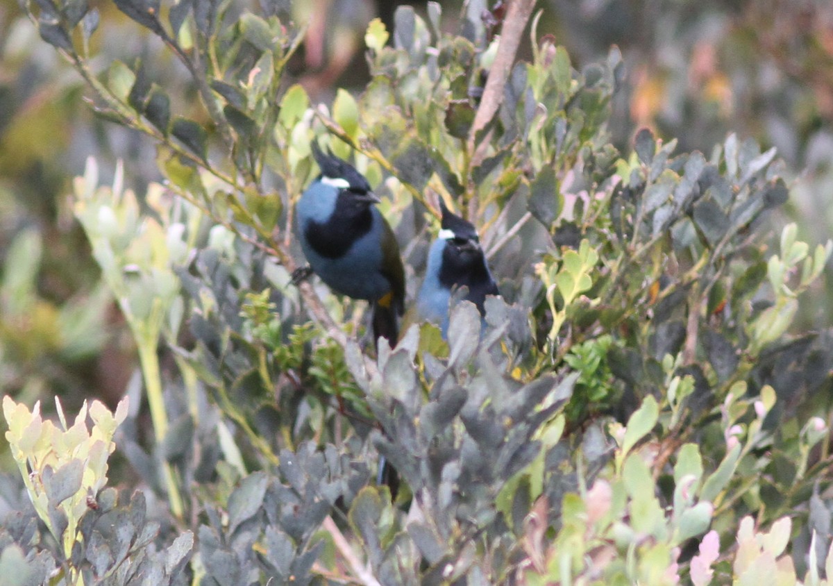 Western Crested Berrypecker - ML250810891
