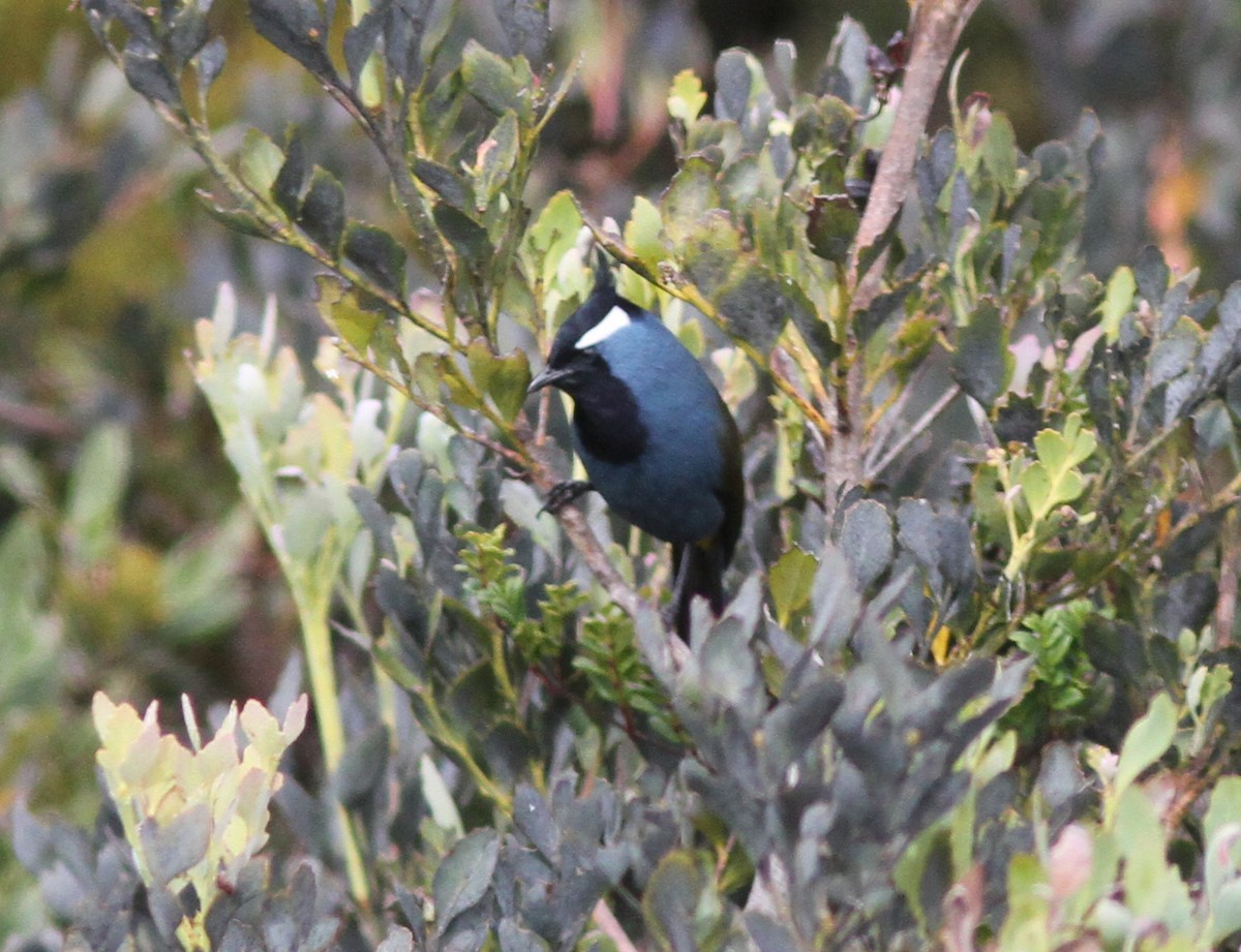 Western Crested Berrypecker - ML250810911