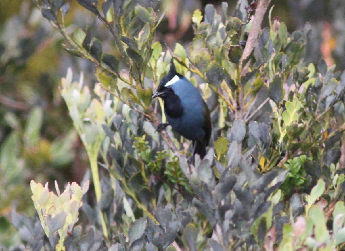 Western Crested Berrypecker - ML250810931