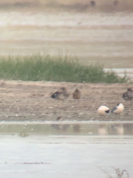 Hudsonian Godwit - ML250812451