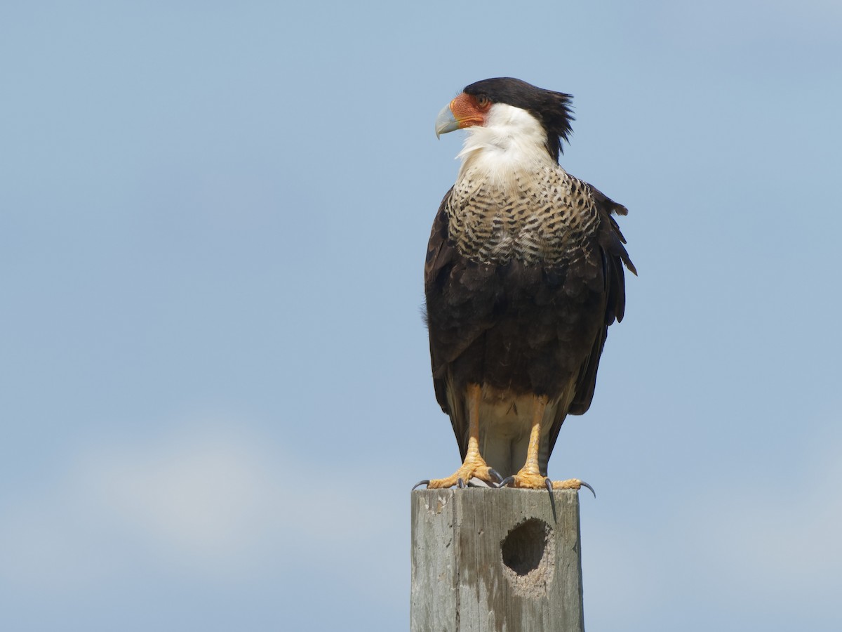 Caracara huppé (cheriway) - ML250813221