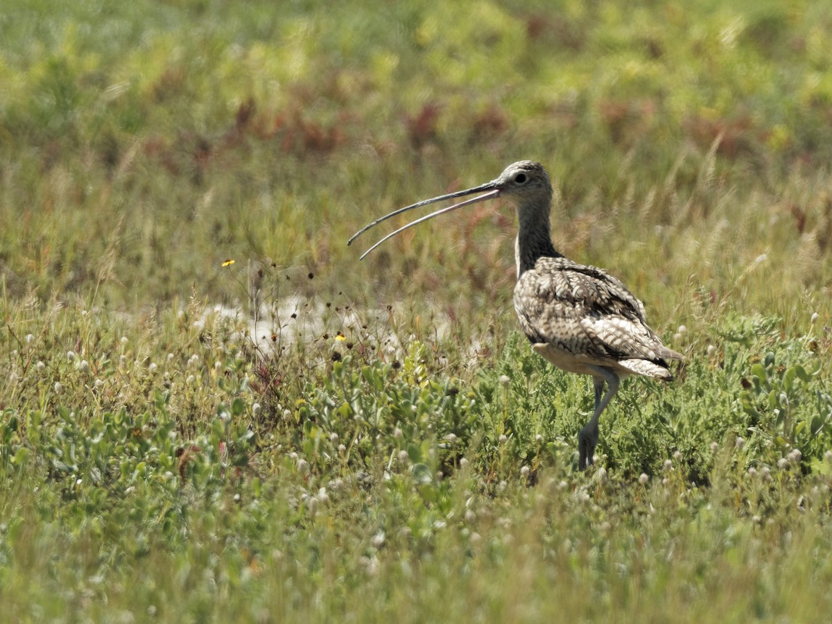 Long-billed Curlew - ML250813491