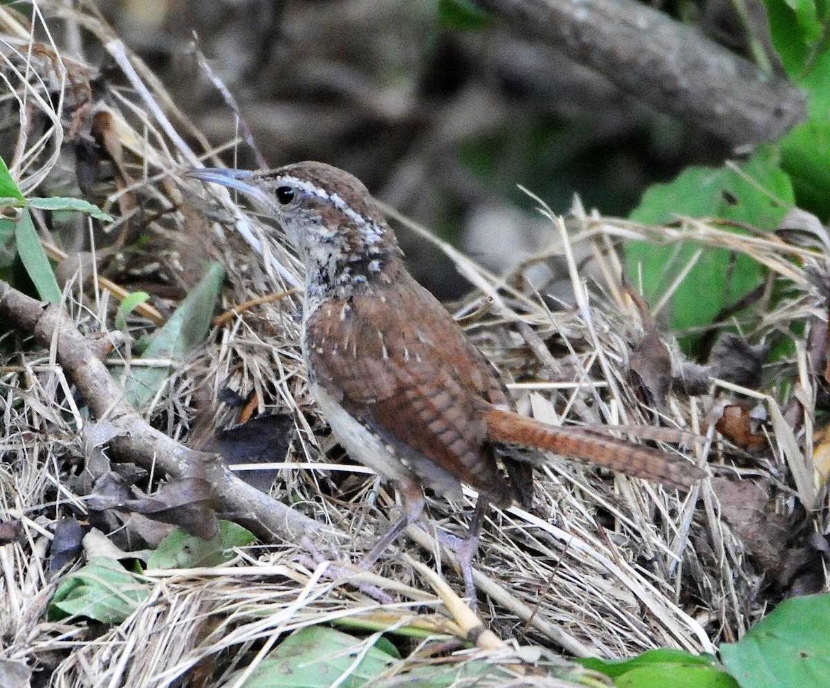 Carolina Wren - ML250816171