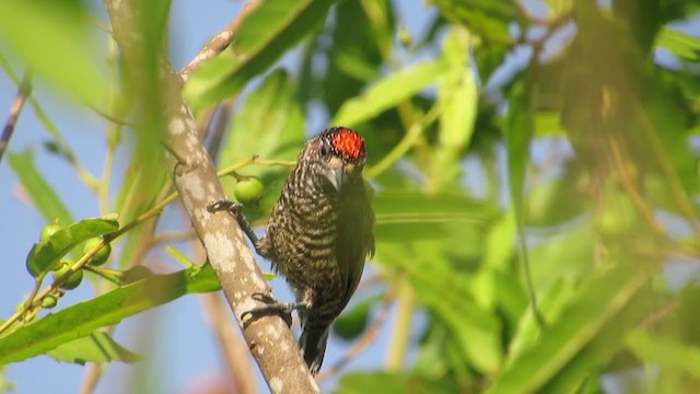 Varzea Piculet - ML250816341