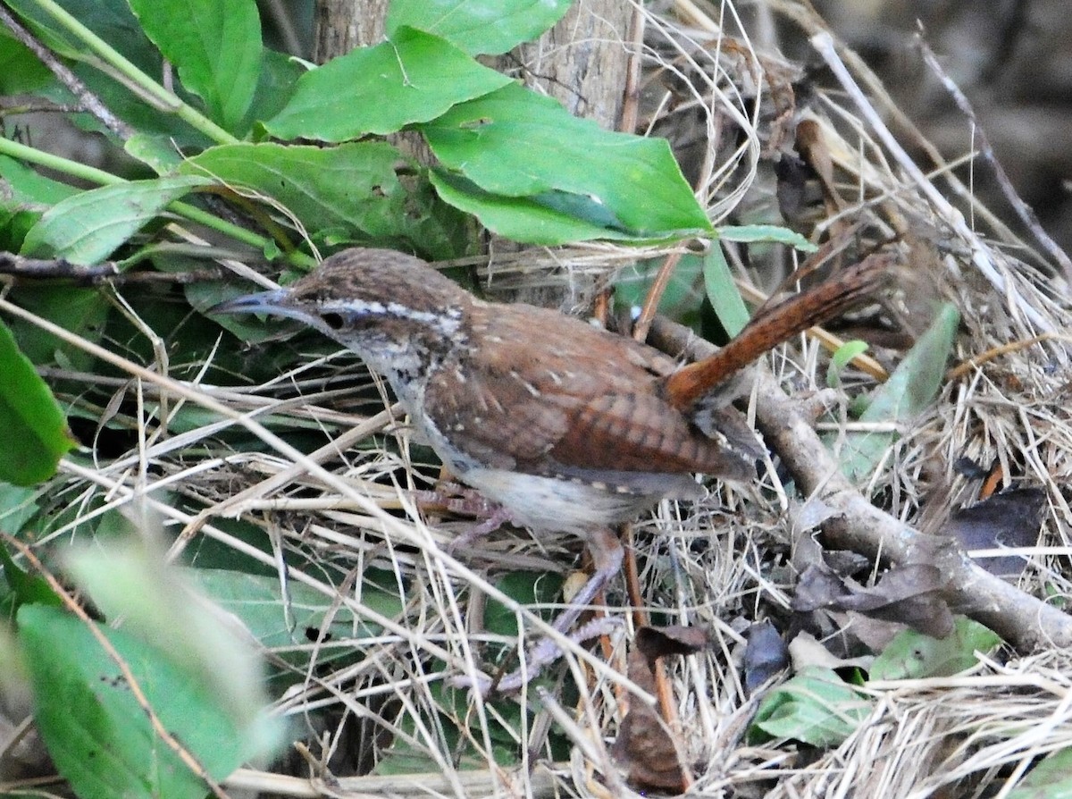 Carolina Wren - ML250816491