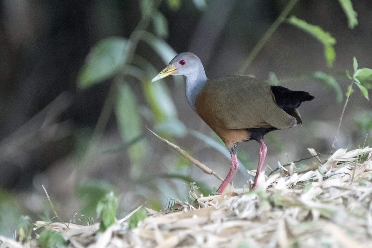 Gray-cowled Wood-Rail - Luiz Carlos Ramassotti