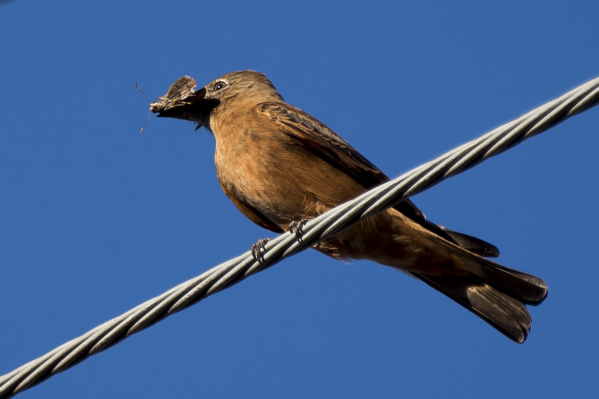 Cliff Flycatcher - ML250817331