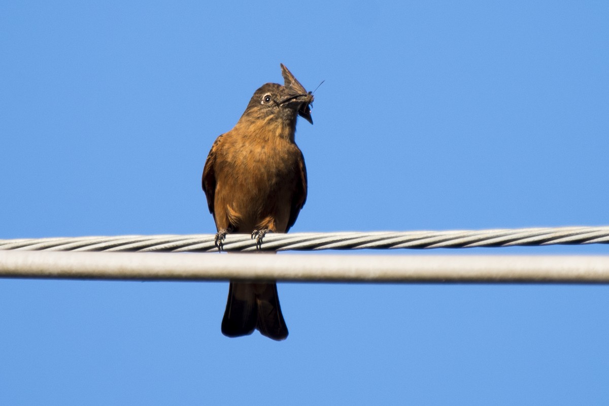 Cliff Flycatcher - ML250817361