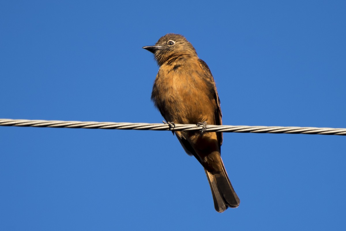 Cliff Flycatcher - ML250817401