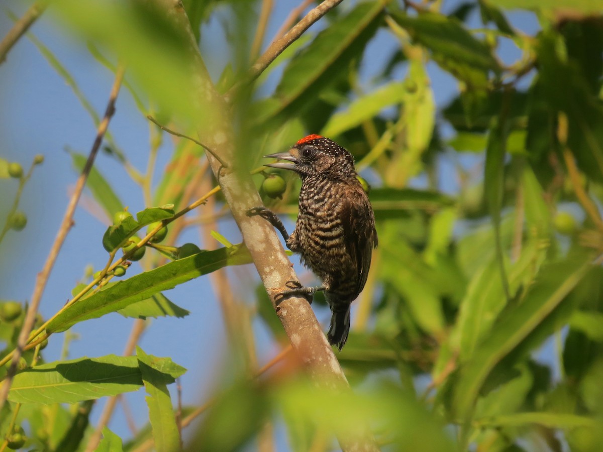 Varzea Piculet - Tomaz Melo