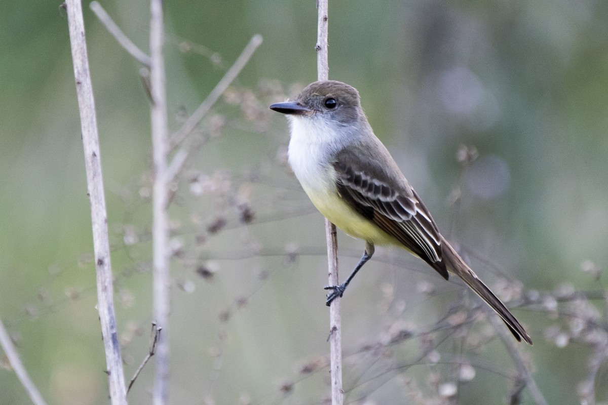 Brown-crested Flycatcher - ML250818761