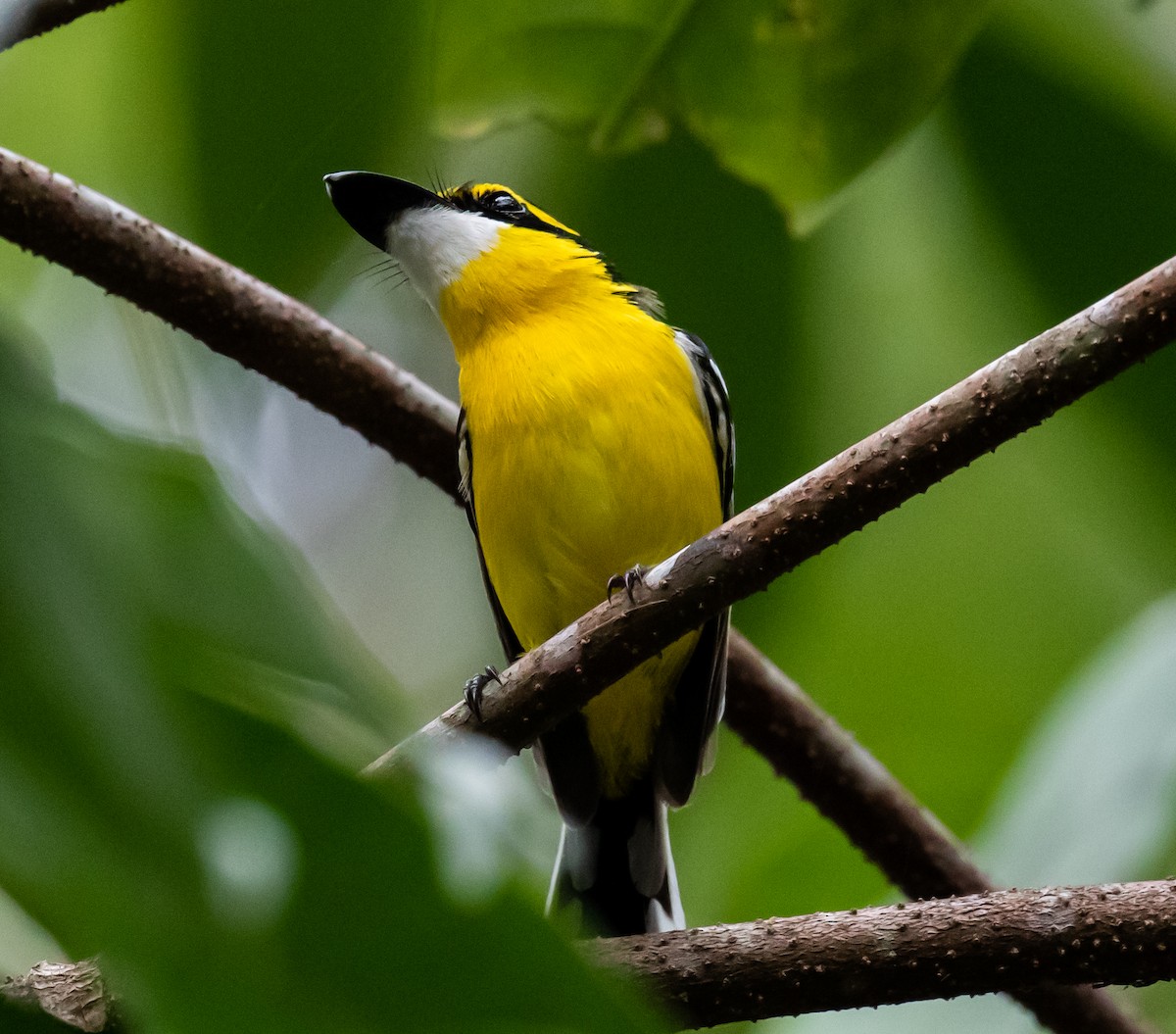 Yellow-breasted Boatbill - Ron Hoff Dollyann Myers