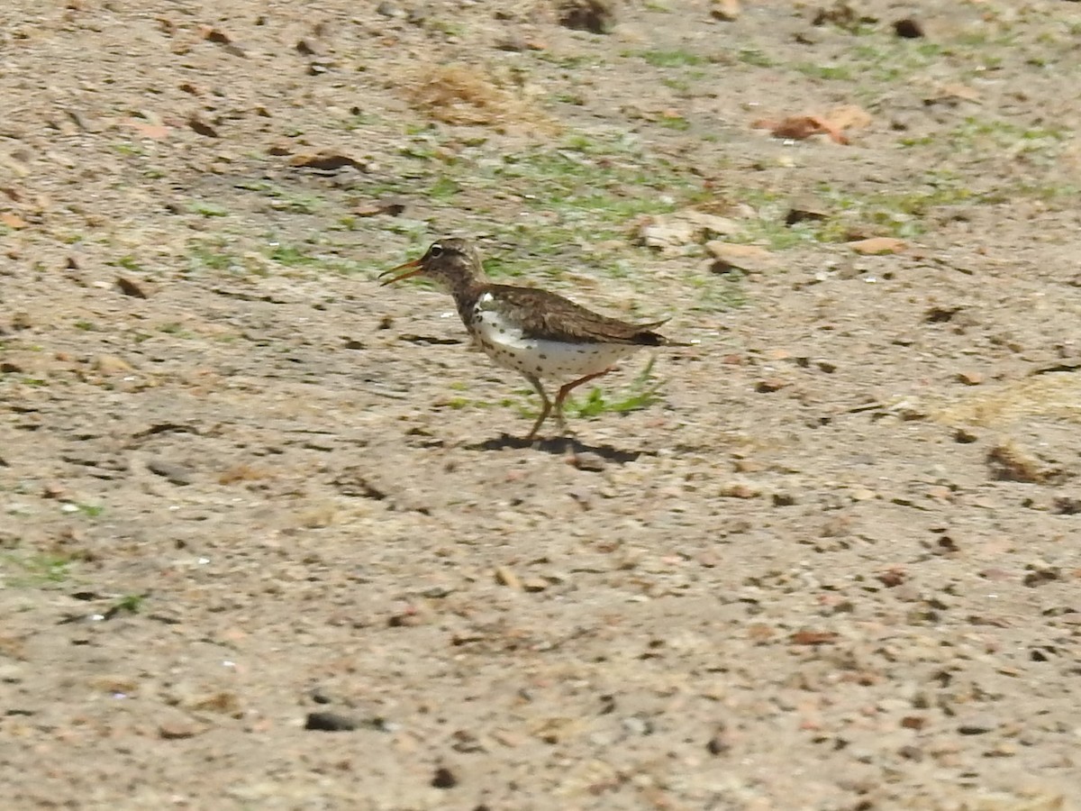 Drosseluferläufer - ML250819481