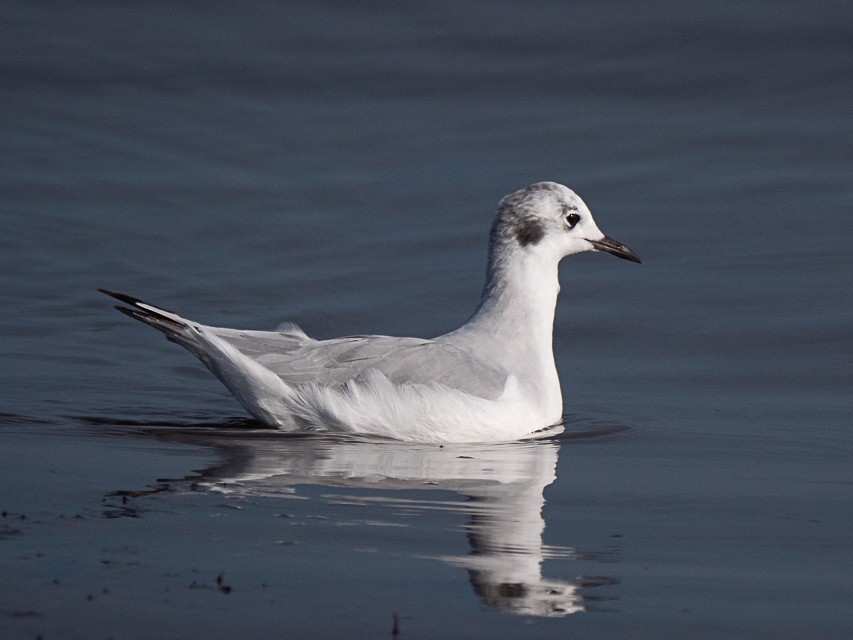 Mouette de Bonaparte - ML250819931