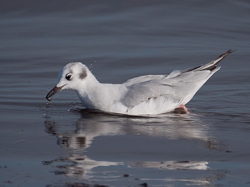 Bonaparte's Gull - Niall Doherty